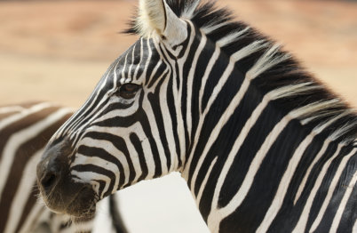 View of a zebra, one of the animals at the Alabama Safari Park